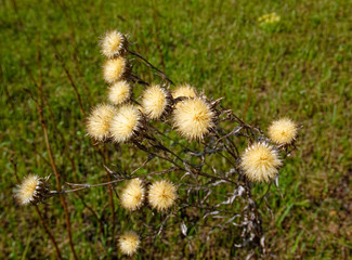 thorn flowers in the meadow in spring, Russia.