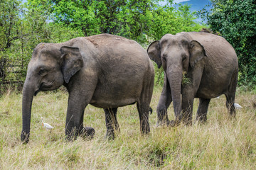 Naklejka na ściany i meble Elephants in Wasgamuwa National Park