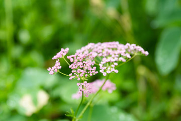 Close up of tiny flowers in the nature