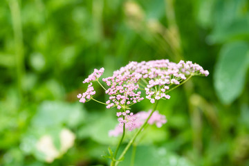Close up of tiny flowers in the nature