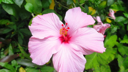 pink flower in the garden