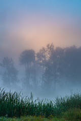 Misty Morning silhouettes of trees in colorful pastels from sunrise