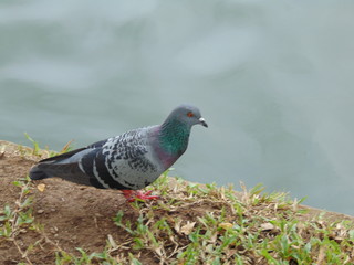 pigeon