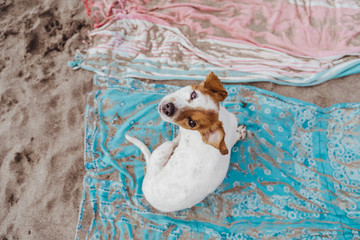 top view of cute small jack russell terrier dog at the beach. Sitting on dirty sand towels and looking at the camera. Pets outdoors and lifestyle. Summer concept