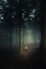 Walking in a forest on a foggy morning