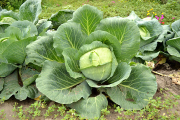 Cabbage on the bed close-up. Cabbage with large green leaves, grown in the village.