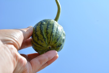 摘果したかわいい大玉縞西瓜、漬物にできそう。青空。ウリ科。初めての畑、食べ物イメージ素材 - obrazy, fototapety, plakaty