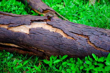 tree cut on green yard for background