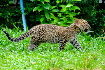 baby leopard in wildlife breeding station.