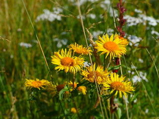 Arnica bright yellow wildflowers in the meadow