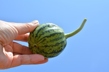 摘果したかわいい大玉縞西瓜、漬物にできそう。青空。ウリ科。初めての畑、食べ物イメージ素材 - obrazy, fototapety, plakaty