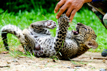Fototapeta na wymiar baby leopard in wildlife breeding station.