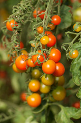 Closeup of organic cherry tomatoes in a greenhouse