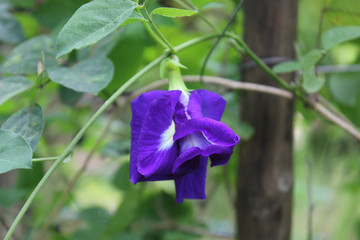 The butterfly pea flowers bloom. butterfly pea background. butterfly pea on the tree.