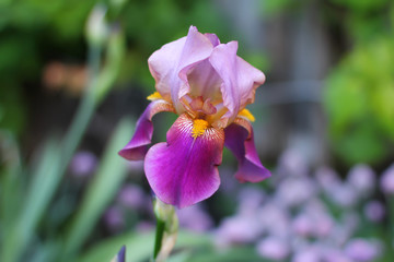 Obraz premium pink flowers in the garden