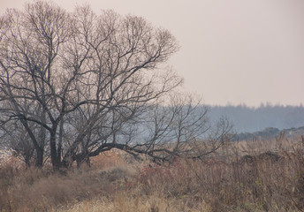 tree in fog.  autumn landscape. autumn fields. foggy autumn horizon.  branches and pieces