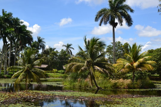 Colores del Caribe en la Ci&eacute;naga de Zapata