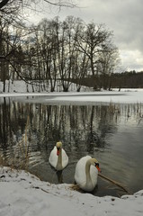 Łabędzie na jeziorze © Rafa