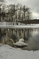 Łabędzie na jeziorze © Rafa