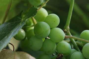 Wine Grapes, Garden in Tirol, Italy