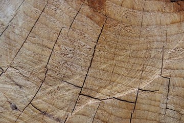 Firewood for the Winter, Italy