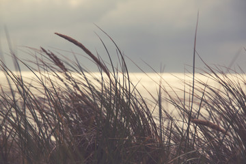 grass in the wind on sandy dunes at the beach in holland at the north sea