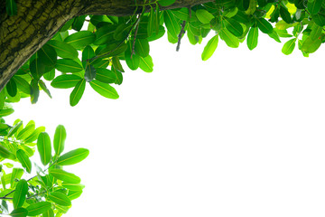 Green leaf farm isolated on white background. Beautiful leaf texture in nature. Natural background. close-up of macro with free space for text.