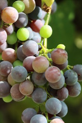 Grape, Fruites growing in South Tyrol, Italy