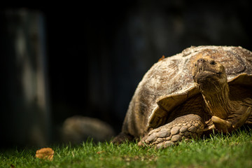 turtle on grass