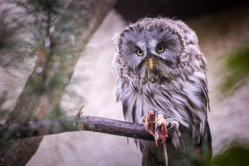 portrait of an owl