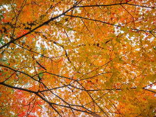 Charming scene of orange maple branch under sunlight for background and copy space, Japan