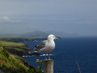 Mouette posant devant le littoral