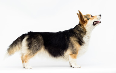 adult welsh corgi breed dog stands in full growth on a white background