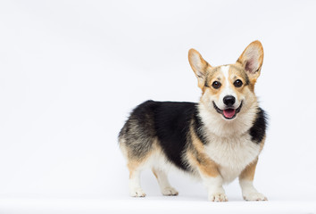 dog listens to full-length welsh corgi breed on a white background