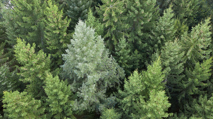 Wald von Oben - Luftbild