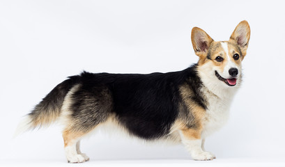 dog stands Welsh Corgi breed in full growth on a white background