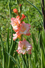 Bright pink flowers of gladiolus in garden