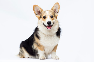dog sitting and looking at full-length welsh corgi breed on a white background