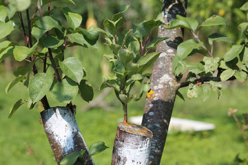 Bark graft apple tree in garden - obrazy, fototapety, plakaty