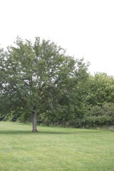 Tree in the park