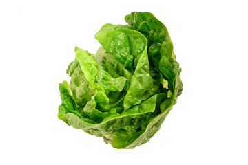 Lettuce vegetable green Isolated on a white background.
