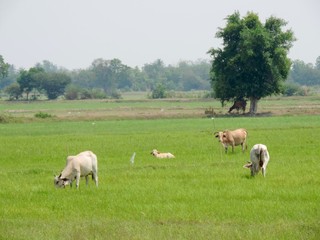 Fototapeta na wymiar sheep in field