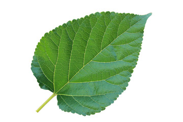 isolated Mulberry leaves on white background. Green leaves with white background. 