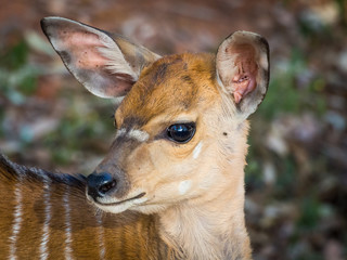 Closeup portrait of young Nyala antelope in Mlilwane Wildlife Sanctuary, Swaziland, Southern Africa.