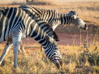 Closeup portrait of zebras in Mlilwane Wildlife Sanctuary, Swaziland, Southern Africa.