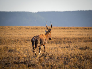 Closeup portrait of red hartebeest antelope walking on empty field in Mlilwane Wildlife Sanctuary, Swaziland, Southern Africa.