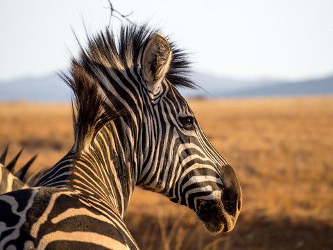 Closeup portrait of zebra in Mlilwane Wildlife Sanctuary, Swaziland, Southern Africa.
