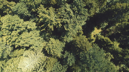aerial forest after rain with athmosferic fog clouds and curvy country road