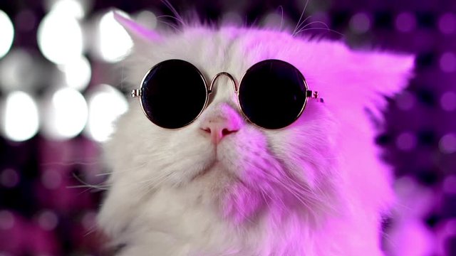 Portrait of white furry cat in fashion eyeglasses. Studio neon light footage. Luxurious domestic kitty in glasses poses on violet background