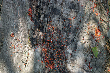 A large group of red insects on a tree